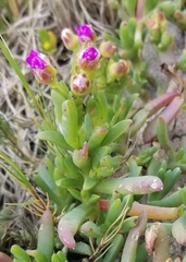 Ruschia macowanii