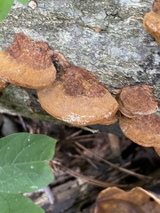 Fuscoporia