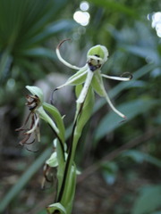 Habenaria quinqueseta