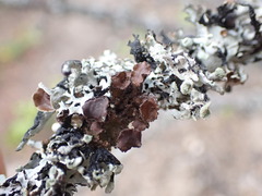 Tuckermanopsis orbata
