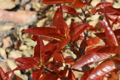 Ficus ingens