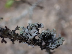 Hypogymnia physodes