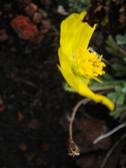 Papaver microcarpum