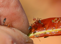 Crematogaster castanea