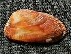 Barbatia domingensis