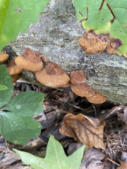 Fuscoporia