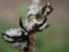 Hypogymnia imshaugii