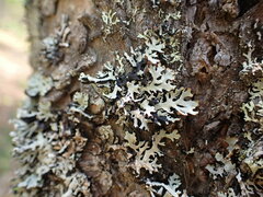 Tremella hypogymniae