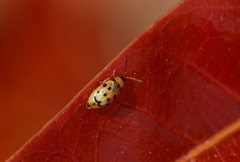 Afromaculepta