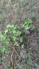 Malva thuringiaca