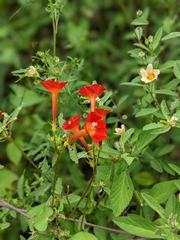 Ipomoea coccinea