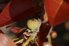 Ficus ingens