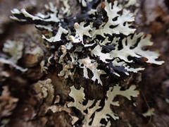 Tremella hypogymniae