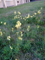 Linaria vulgaris