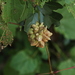 Grape Filbert Gall - Photo (c) cassi saari, some rights reserved (CC BY-NC), uploaded by cassi saari