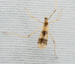 Erioptera