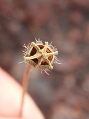 Papaver microcarpum