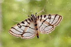 Conchylodes ovulalis