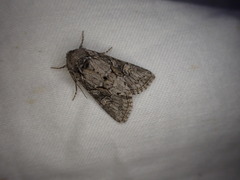 Lacinipolia strigicollis