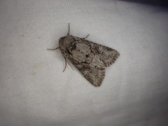 Lacinipolia strigicollis