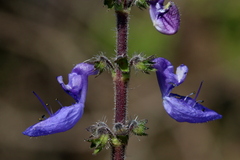 Coleus hereroensis