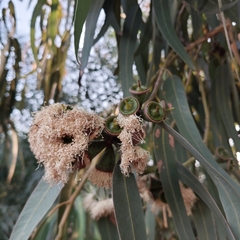 Eucalyptus globulus