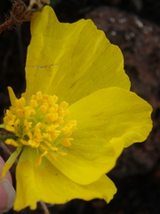 Papaver microcarpum