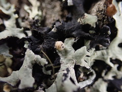 Tremella hypogymniae