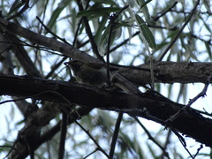 Phylloscopus collybita