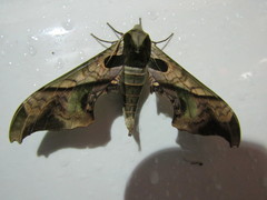 Adhemarius mexicanus