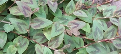 Persicaria capitata