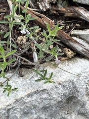 Hedeoma reverchonii