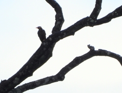 Gracula religiosa