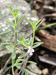 Hedeoma reverchonii