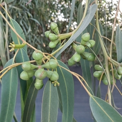 Eucalyptus globulus
