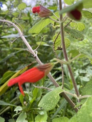 Salvia disjuncta