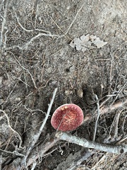 Suillus spraguei