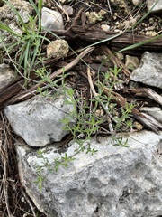 Hedeoma reverchonii