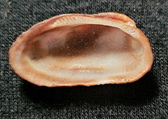 Barbatia domingensis