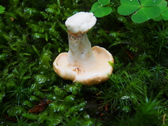 Hydnum rufescens