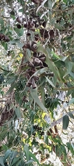Eucalyptus globulus