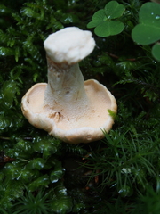 Hydnum rufescens