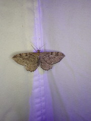 Rheumaptera meadii