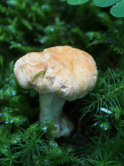 Hydnum rufescens