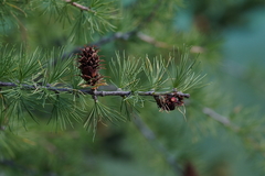 Larix lyallii