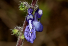 Coleus hereroensis