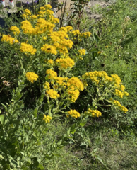 Solidago rigida