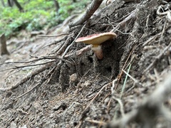 Suillus spraguei