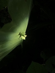 Hierodula patellifera patellifera