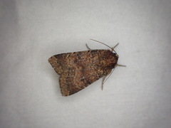 Noctuoidea